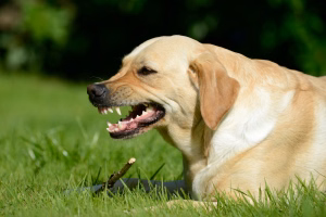 Dog-Bite-Laws