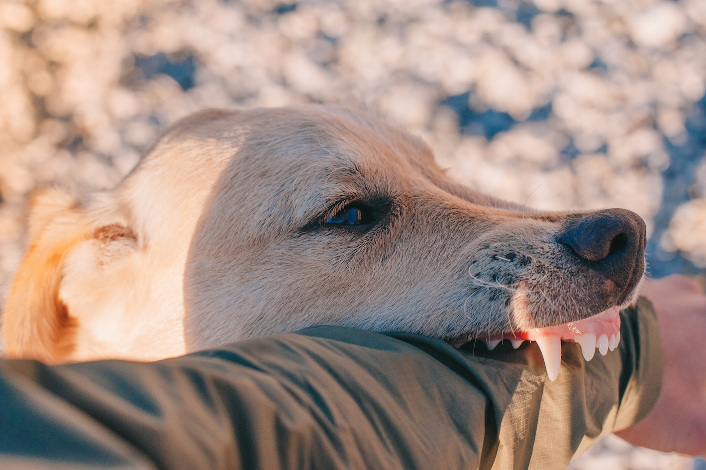 dog biting arm