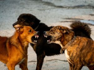 dog fight