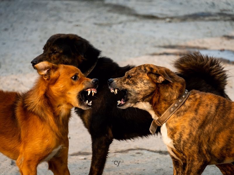 dog fight