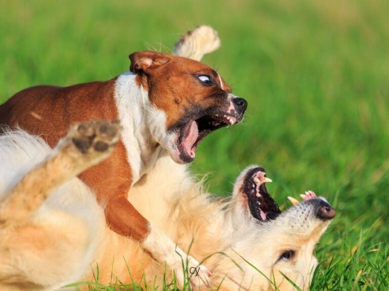  what happens if my dog bites another dog 