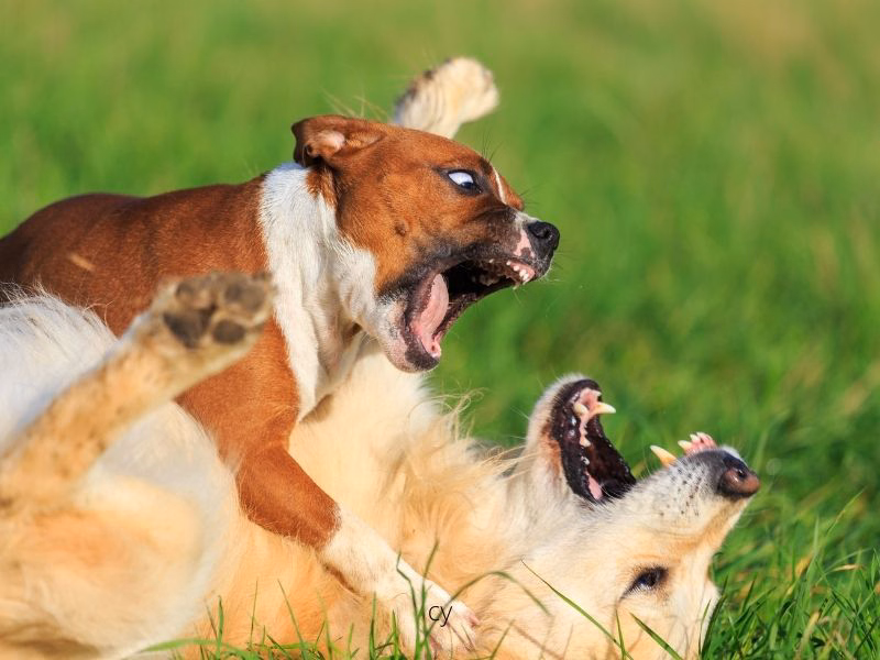 dog on dog attack