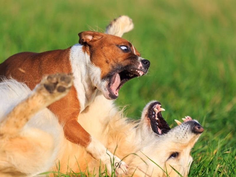 dog on dog attack