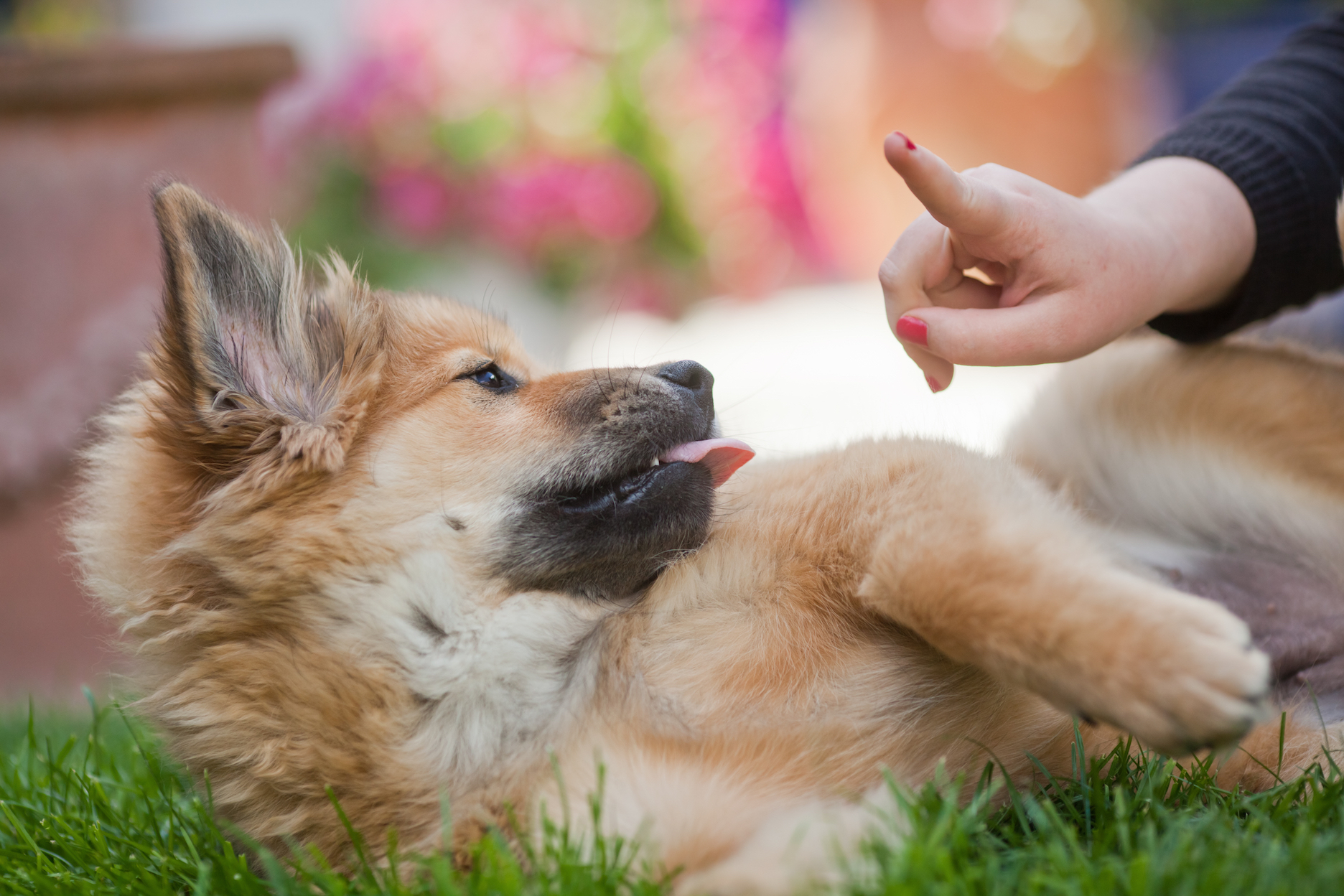 puppy with person