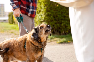 dog-bites-leg
