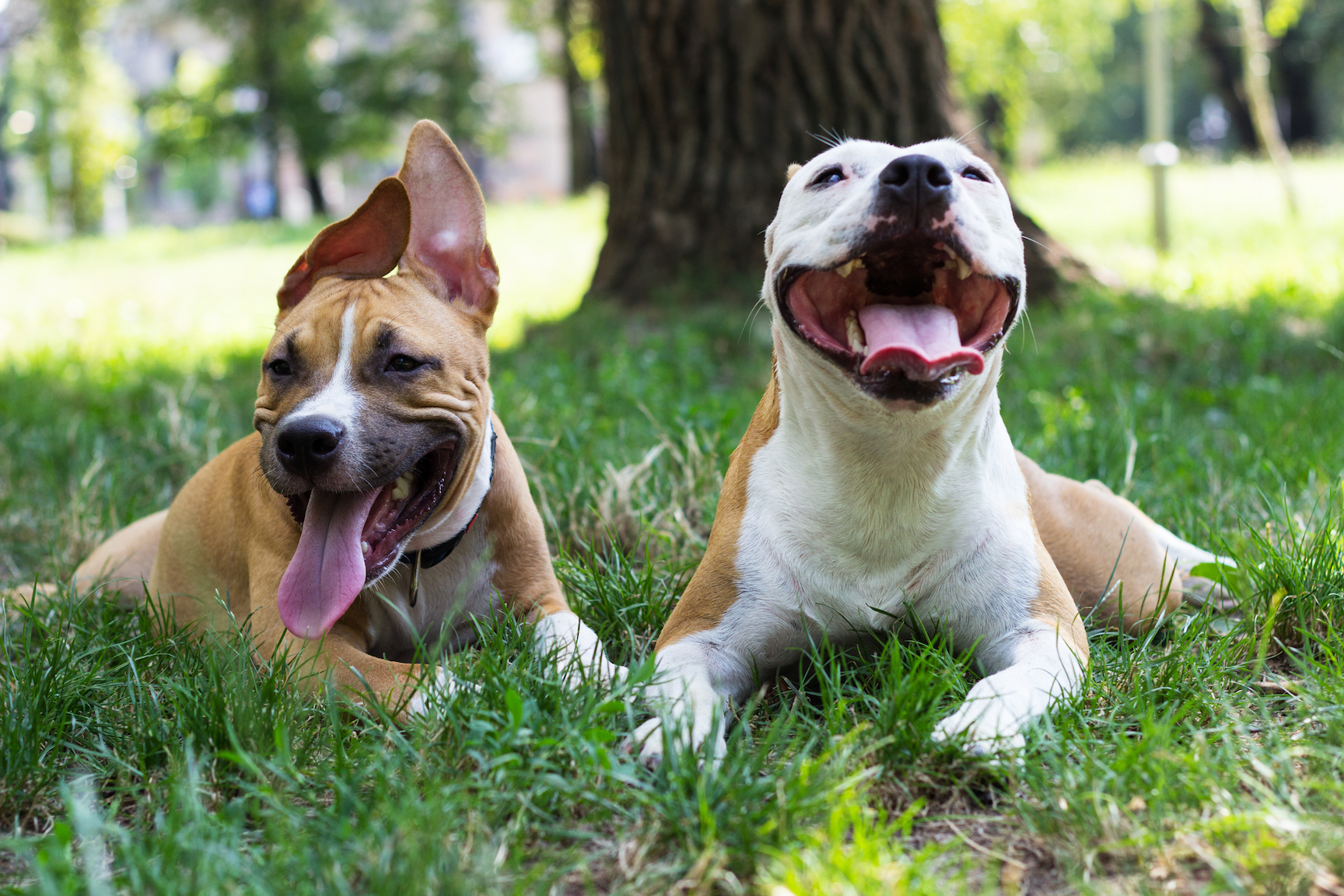 dogs at the park