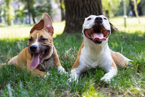 Dogs-day-afternoon