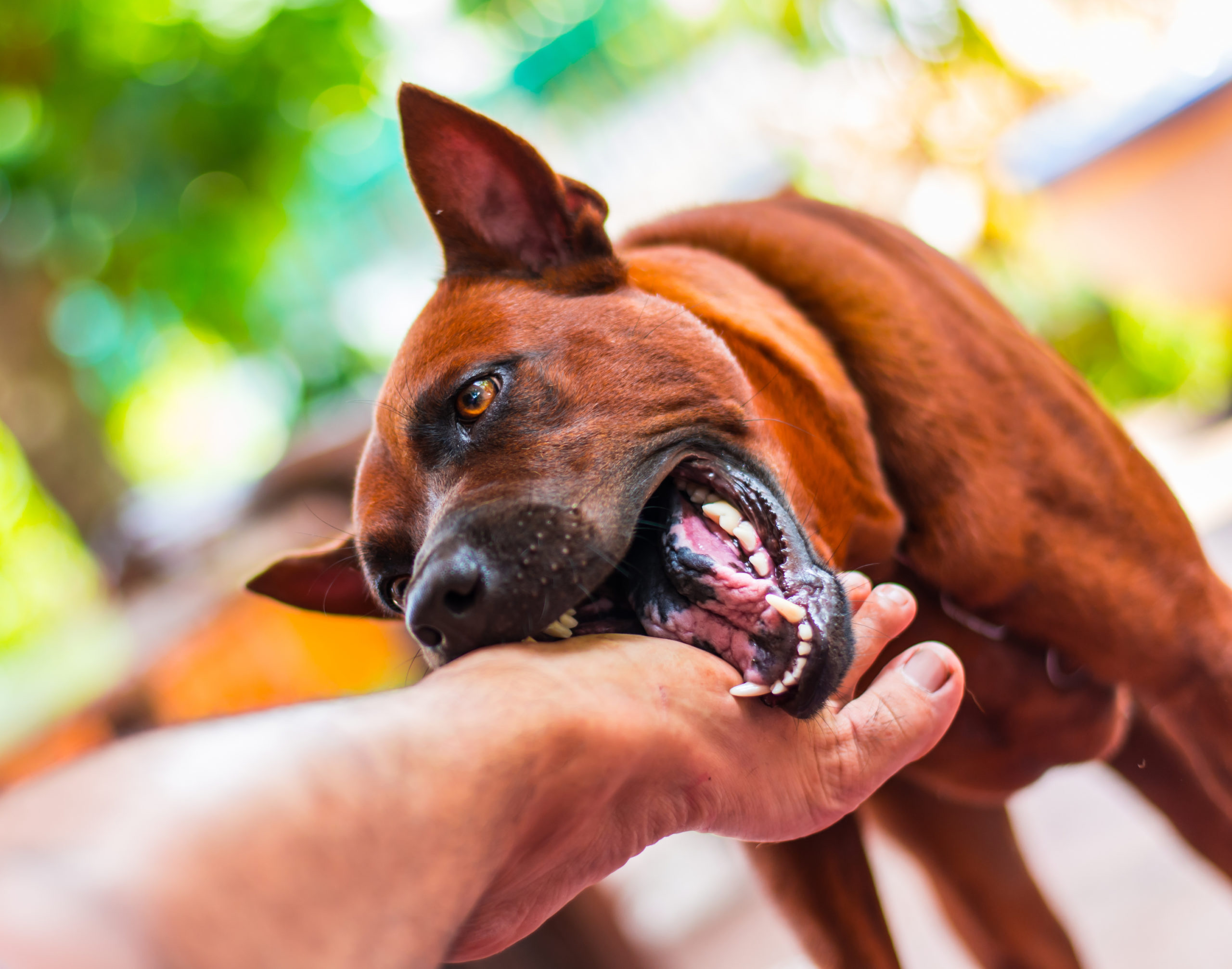 can you get tetanus from dog bite