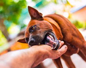 Dog-Bite