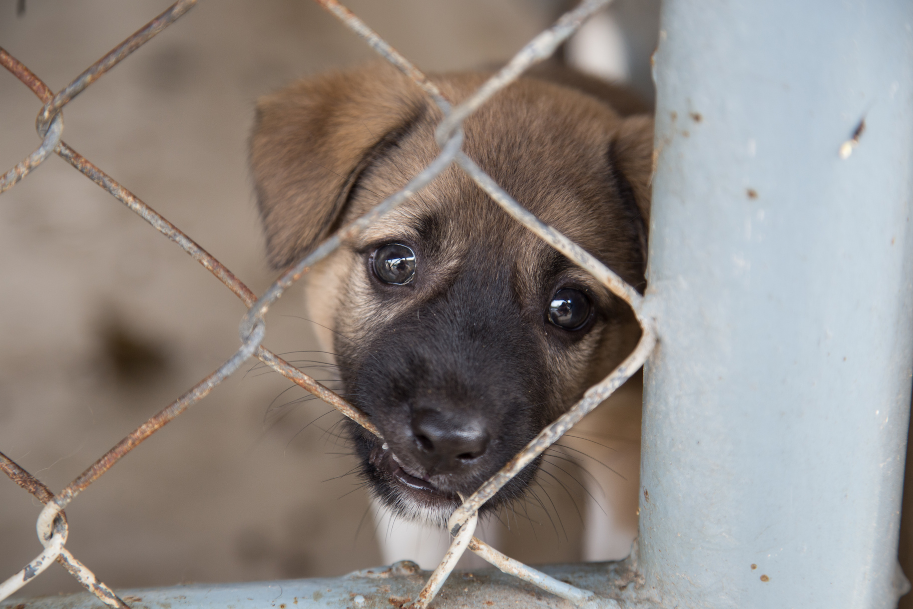 dog behind bars