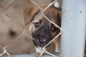 Dog-Jail