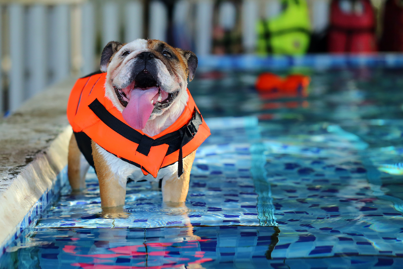 dog swimming