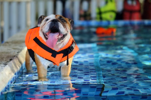 Dog-Swimming