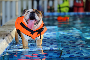 Dog-Swimming