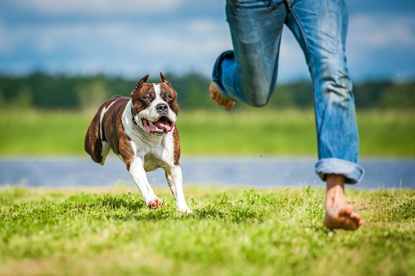 dog chasing person