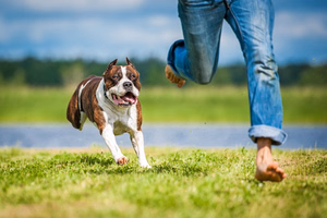 Dog-chasing-person