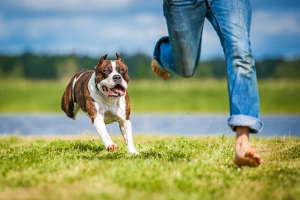 Dog-chasing-person