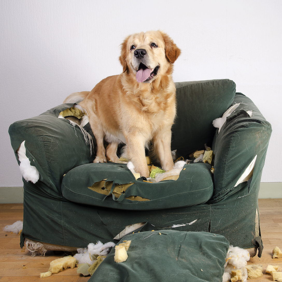 dog tearing up chair