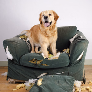 Dog-training-tips
