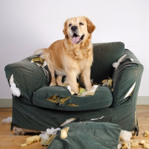 Dog-training-tips