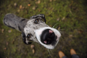 Great-Dane
