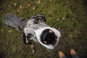 Great-Dane