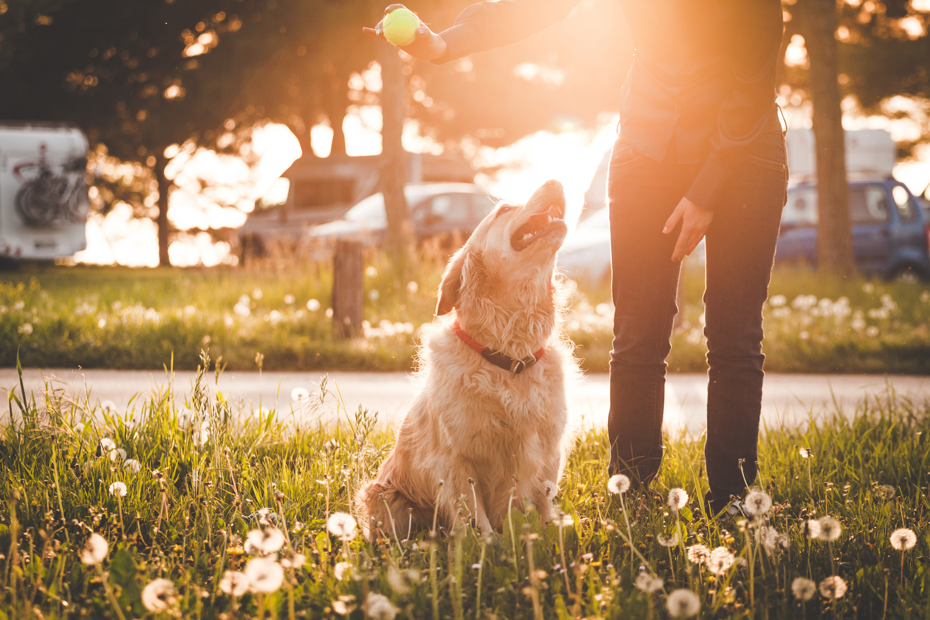 dog at dog park