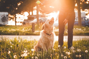 Happy-dog-park