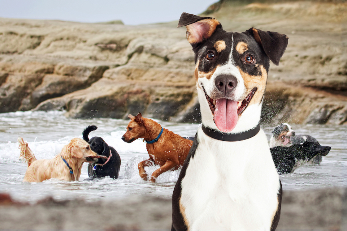 happy dogs playing in water