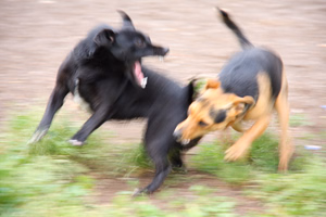 How-to-Break-up-a-Dog-Fight