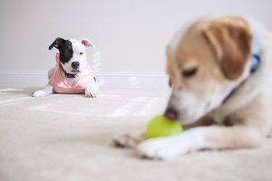 Jealous-dog