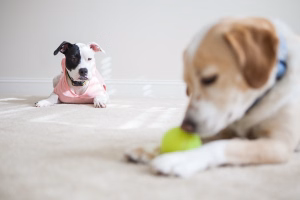 Jealous-dog