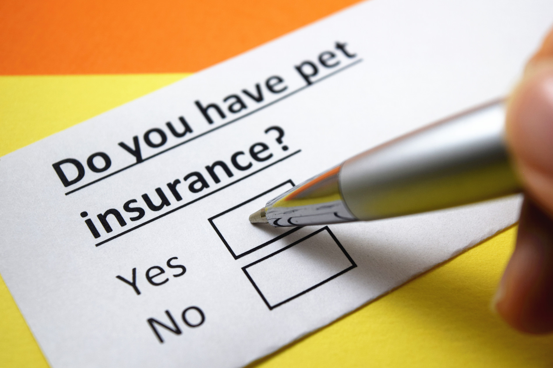 pet insurance