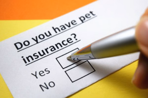 Pet-Insurance