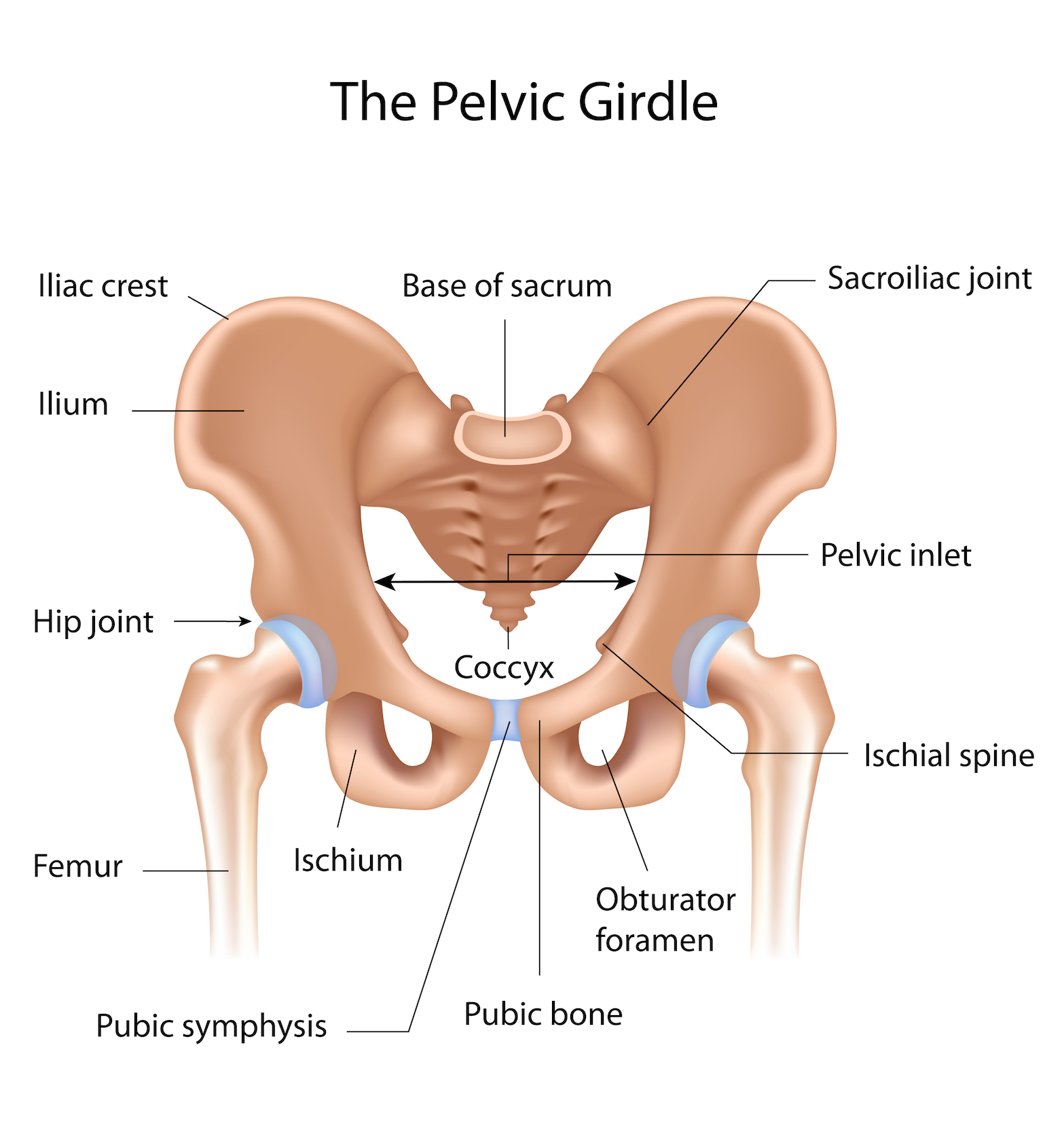 pelvic girdle