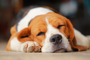 Sleeps-a-lot