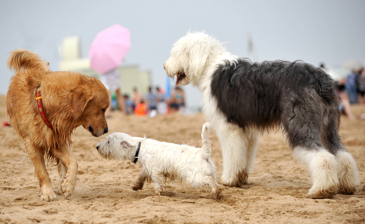 dogs at the beach