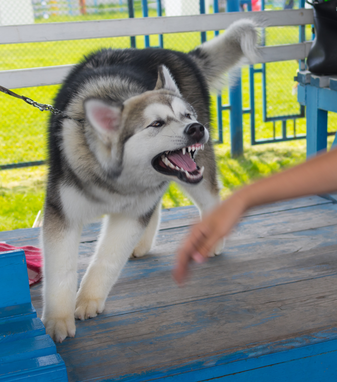 dog attack