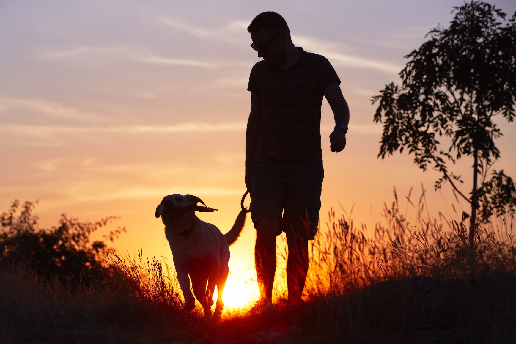 dog with man on hike