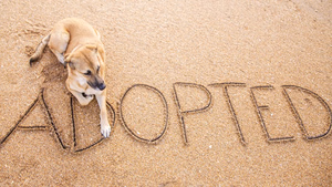 adopt-dont-shop