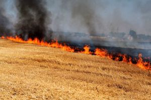 brushfire