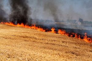 brushfire