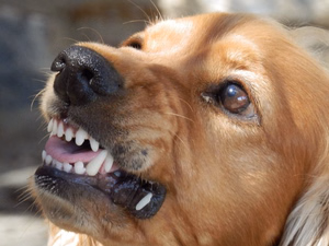 dog-329280_960_720
