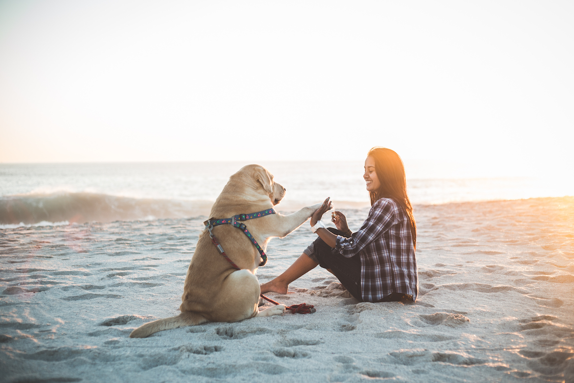 dog at the beach