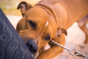 dog-bite-tire