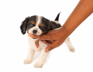dog-mouthing