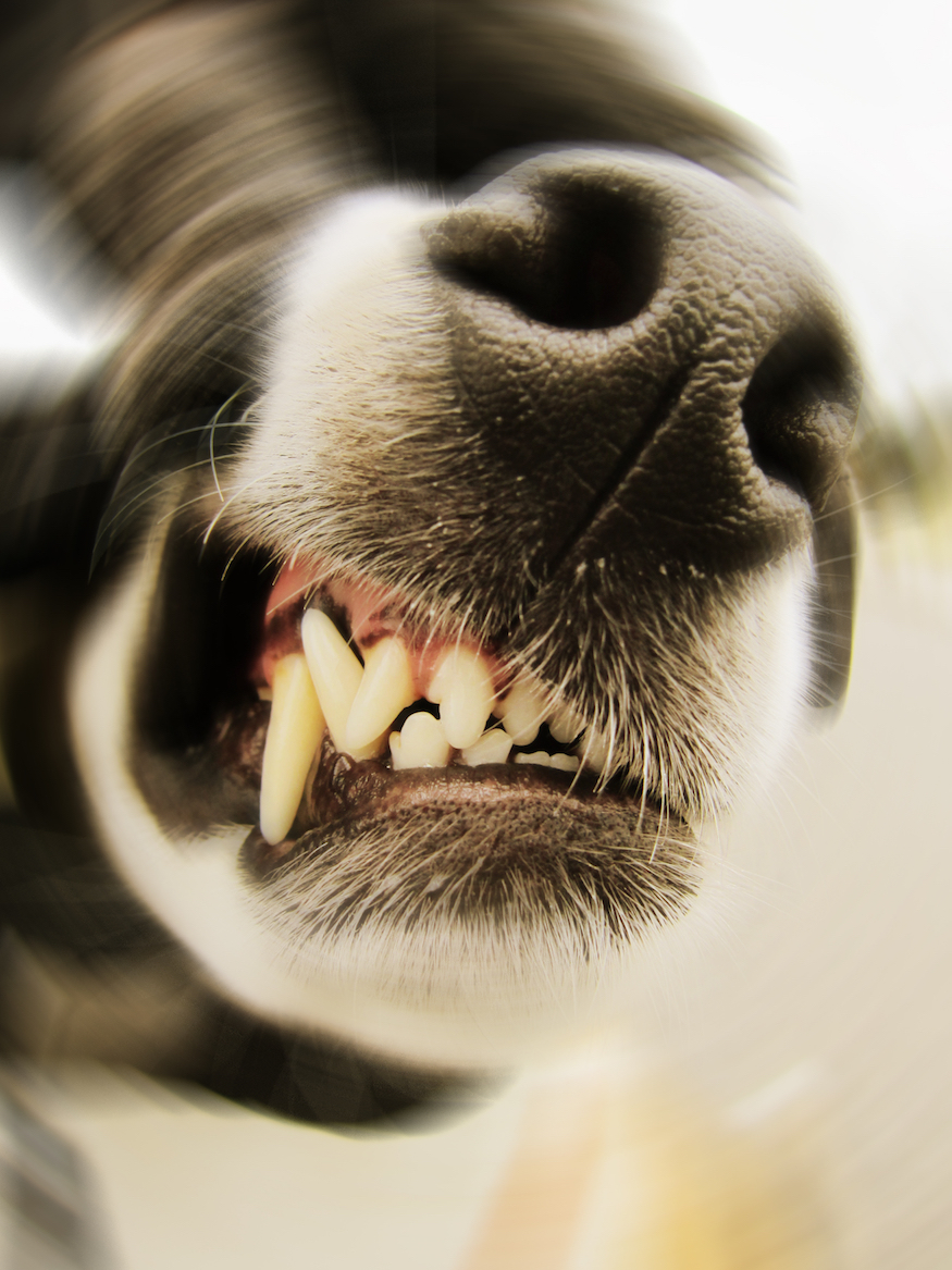 dog teeth