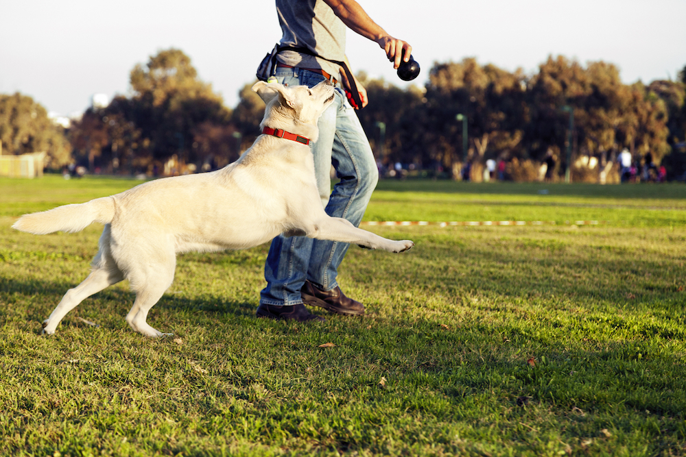 dog playing at dog park