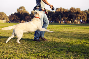 fun-in-the-park