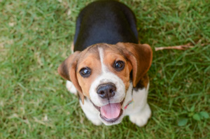 happy-dog
